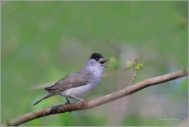 <p>PĚNICE ČERNOHLAVÁ (Sylvia atricapilla) /Eurasian blackcap - Mönchsgrasmücke/</p>